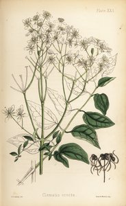 Upprätt jungfru Marie nycklar, Clematis recta (Clematis erecta). Handkolorerad litografi av Henry Sowerby från Edward Hamiltons Flora Homeopathica, Bailliere, London av Unbekannter Künstler
