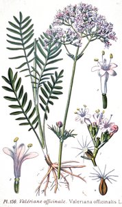 Vänderot (Valerian officinale), ca 1880-1900 (gravyr) av Unbekannter Künstler