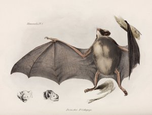 Vampyrfladdermus, Sydamerika, ca 1832-1836 av Unbekannter Künstler