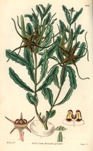 Variete av Brachystelma (Brachystelma crispum) - Illustration av William Jackson Hooper (1785-1865), gravyr av Swan, för William Curtis botaniska tidskrift av Unbekannter Künstler