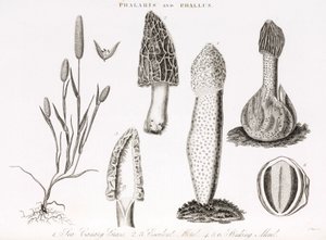 Variation av gräs och vattenlevande phallus des champignons morille av Unbekannt