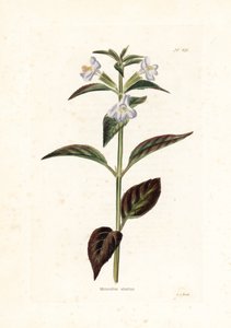 Variete de mimule - Litografi av George Cooke, för den brittiska tidskriften Conrad Loddiges (1738-1826) av Unbekannter Künstler