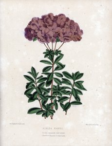 Varietet av Azalee marvel, med små halvfyllda blommor av typen Amcena, ljuslila färg. Litografi av Worthington G.Smith (1835-1917), publicerad i Floral Magazine av Unbekannter Künstler