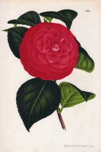 Variant av hybridkamelia, kallad Marchesa Davia (Camellia japonica, Thea japonica) med röda blommor som är ådrade med karmosinrött. Kromolitografi av P.de Pannemaeker, publicerad omkring 1880 i Gent (Belgien), i L