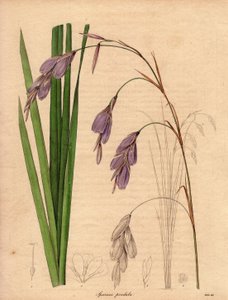 Varieté av iris (Sparaxis pendula), kallad Harlekinblomma, infödd i Sydafrika, med hängande blommor i lila färg. Illustration av R. Mills (aktiv 1836-1842), i The Botanist, serie av Benjamin Maund i fem volymer, publicerad mellan 1836 och 1842 av Unbekannter Künstler