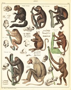 Sorter av apor. ,1841 (litografi) av Unbekannter Künstler