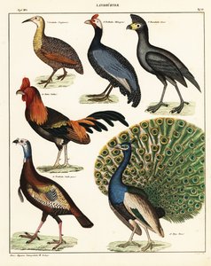 Sorter av fåglar. ,1841 (litografi) av Unbekannter Künstler