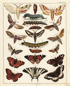 Sorter av fjärilar, nattfjärilar, etc., 1841 (litografi) av Unbekannter Künstler