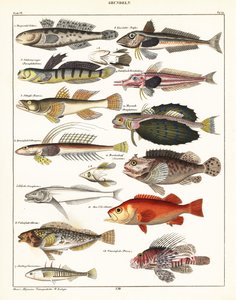 Sorter av fisk., 1841 (litografi) av Unbekannter Künstler