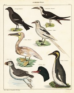 Sorter av sjöfåglar. ,1841 (litografi) av Unbekannter Künstler