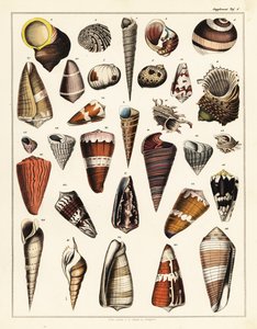 Variationer av snäckor, blötdjur., 1841 (litografi) av Unbekannter Künstler