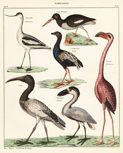 Varianter av vadarfåglar. ,1841 (litografi) av Unbekannter Künstler
