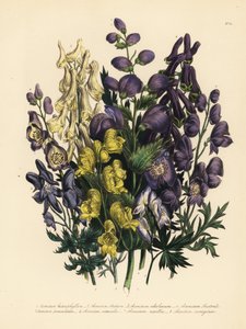 Olika sorters munkar, Aconitum heterophyllum, gul munk, A. anthora, blekgul munk, A. ochroleucumum, Karpaternas purpurbräcka, panikmunk, A. paniculatum, A. versicolor, vanlig munk, A. napellus, och A. variegatum. Handf av Unbekannter Künstler