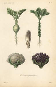 Grönsaker, Plantes legumieres av Unbekannt