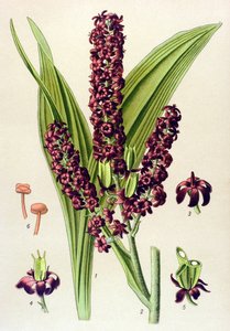 Giftig växt (giftig): Svart veratre (Veratrum nigrum) av Unbekannter Künstler
