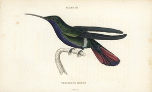 Veraguans mango, Anthracothorax veraguensis (Mango kolibri, Trochilus mango). Handkolorerad stålgravyr av William Lizars från Sir William Jardine