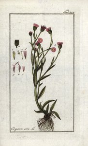 Vergerettakrona (Erigeron acris). Litografi från "Bild av Artseny-Gewassen" av Johannes Zorn (1739-1799), Nederländerna av Unbekannter Künstler