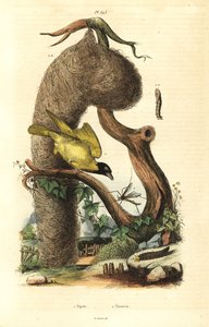 Byvävarfågel och bo, Ploceus cucullatus och tranfluga, Tipula-arter av Unbekannt