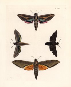 Sfinxmal, Eummorpha vitis 1, sorgsfinx, Enyo lugubris 2, tersasfinx, Xylophanes tersa 3, och strimmig sfinx, Proambulyx strigilis 4. Handkolorerad litografi från John O. Westwoods nya utgåva av Dru Drurys "Illustrations of Exotic Ento av Unbekannter Künstler