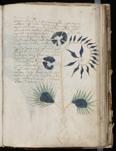 Voynich Manuscript folio 56r, c.1500 (bläck på pergament) av Unbekannt