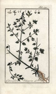 Vulvar (Chenopodium vulvaria). Litografi från "Picture of the Artseny-Gewassen" av Johannes Zorn (1739-1799), Nederländerna av Unbekannter Künstler