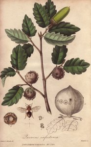 Walesek (Quercus infectoria) - Starkt vatten av William Clarke för att illustrera "Medical Botanical, Description of the Medicinal Plants of London, Edinburgh and Dublin" av John Stephenson och James Morss Churchill, publicerad i London av John Churchill å av Unbekannter Künstler