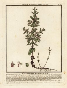Vattengermander, Teucrium scordium. av Unbekannter Künstler