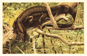 Vattenövervakningsödla, Varanus salvator. 1908 (litografi) av Unbekannter Künstler