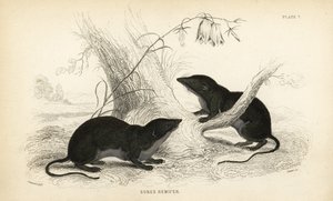 Vattenspetsmus, Neomys fodiens (Sorex remifer, Sorex fodiens). Handkolorerat stålstick av Lizars efter en illustration av James Stewart från William Jardine