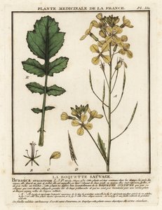 Vattenkrassebladig raket, Erucastrum nasturtiifolium. av Unbekannter Künstler
