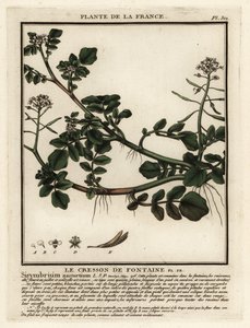 Vattenkrasse, Nasturtium officinale. av Unbekannter Künstler