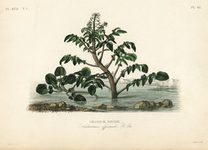 Vattenkrasse eller gulkrasse, Nasturtium officinale, Cresson de fontaine av Unbekannt