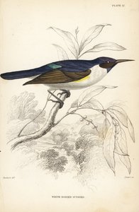Västlig purpurryggad solstjärt, Anthreptes longuemarei (vitkroppad solstjärt, Anthreptes leucosoma). Handkolorerat stålstick av William Lizars efter William Swainson från Sir William Jardine
