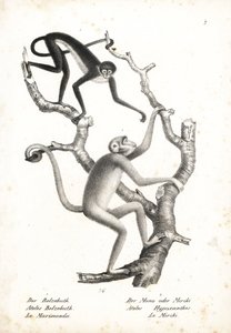 Vitbukig spindelapa, Ateles belzebuth (utrotningshotad), och nordlig muriqui, Brachyteles hypoxanthus (Ateles hypoxanthus), akut utrotningshotad. Litografi av Karl Joseph Brodtmann från Heinrich Rudolf Schinz Illustrated Natural History of Animals, av Unbekannter Künstler