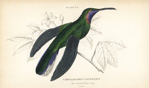 Vitstjärtad sabelfluga, Campylopterus ensipennis (blåstrupig sabelfluga, Trochilus latipennis). Handkolorerad stålgravyr av William Lizars från Sir William Jardine