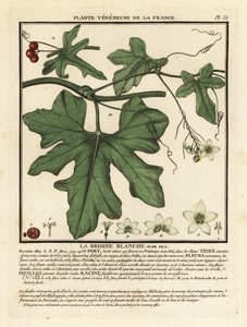 Vit bryony, Bryonia alba. av Unbekannter Künstler