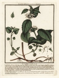 Vit nässla, Lamium album. av Unbekannter Künstler