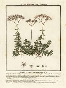 Vit stenskott, Sedum album. av Unbekannter Künstler
