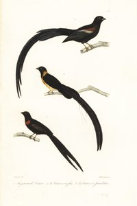 Whydah fåglar och widowbird. av Unbekannter Künstler