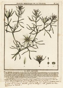 Wild rue, Peganum harmala. av Unbekannter Künstler
