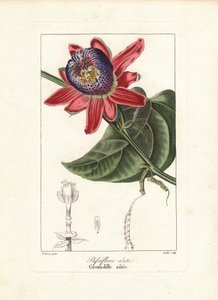 Passionsblomma, Passiflora alata, inhemsk i Brasilien. Handkolorerad stickelgravyr på koppar av Goulet efter en botanisk illustration av Pancrace Bessa från Mordant de Launays "Herbier General de l