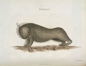 Wombat, Australien, ca 1798 av Unbekannt