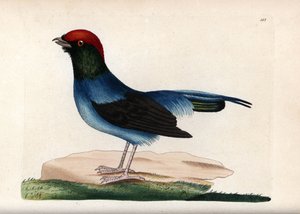 Underbar manakin (Chiroxiphia linearis). Osignerad illustration (George Shaw och Frederick nodder). Litografi i The Naturalist
