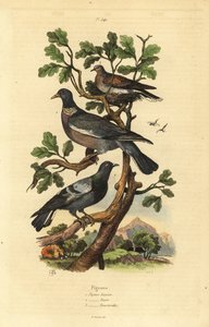 Skogsduva, Columba palumbus, vanlig duva, Columba livia och turturduva, Streptopelia risoria av Unbekannt