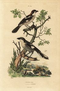 Träsnacktorn, Lanius senator, och södra gråskakan, Lanius meridionalis av Unbekannt