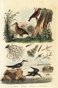 Snäppa, Scolopax rusticola, röd korsnäbb, Loxia curvirostra och svart skimmer, Rynchops niger av Unbekannt