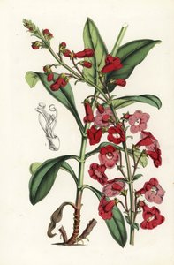 Wrights skäggtunga, Penstemon wrightii (Pentstemon wrightii). Handkolorerad litografi från Louis van Houtte och Charles Lemaires Flowers of the Gardens and Hothouses of Europe, Flore des Serres et des Jardins de l