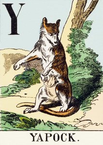 Y : Yapock - The Hunting Alphabet, c.1890 (gravyr) av Unbekannt