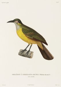 Gulkindade Philedon, Nya Guinea av Unbekannter Künstler