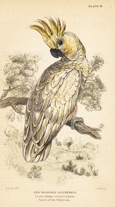 Gulkrönt kakadua, Cacatua sulphurea. Critical endangere1889 (gravyr) av Unbekannter Künstler